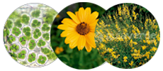 3º ACTIVOS DERMOCOSMÉTICOS ESPECÍFICOS POR PRODUCTO