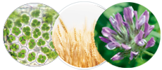 3º ACTIVOS DERMOCOSMÉTICOS ESPECÍFICOS POR PRODUCTO