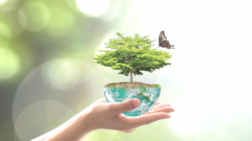 Clean and green beauty dr tree