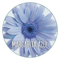 Ingredientes y activos botánicos como la Margarita azul: acción calmante, antiirritante y antioxidante.