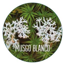 Ingredientes y activos botánicos como el Musgo blanco.