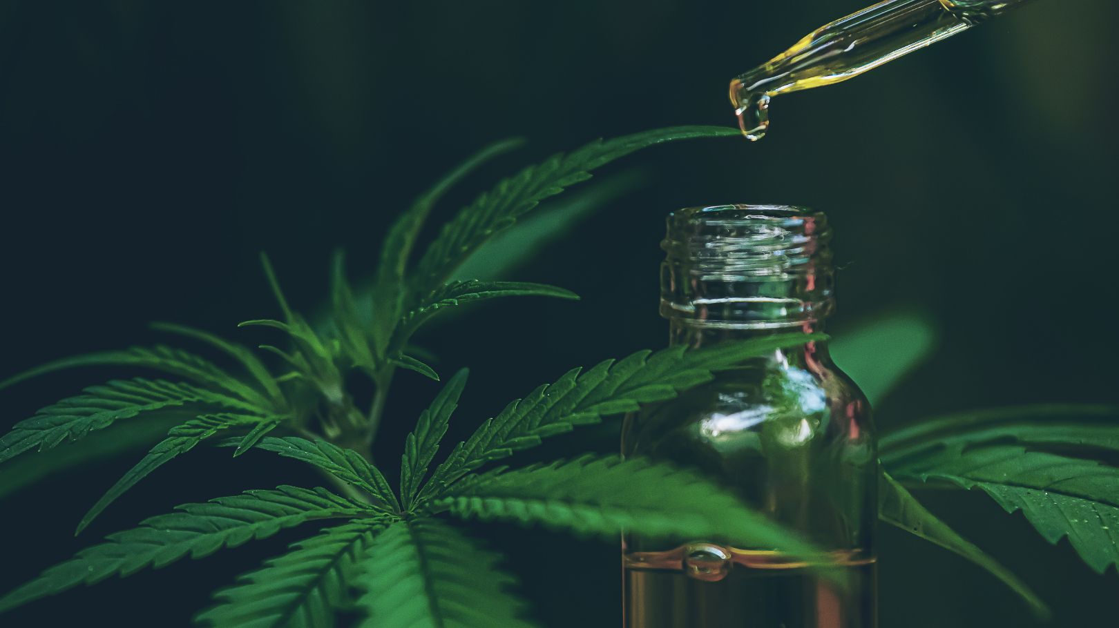 Diferencias entre CBD y THC